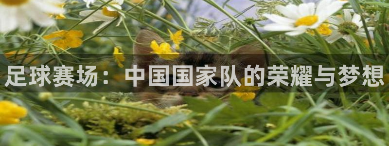 足球赛场：中国国家队的荣耀与梦想
