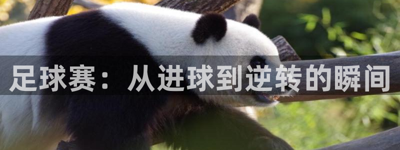 足球赛：从进球到逆转的瞬间