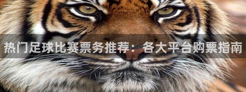 热门足球比赛票务推荐:各大平台购票指南