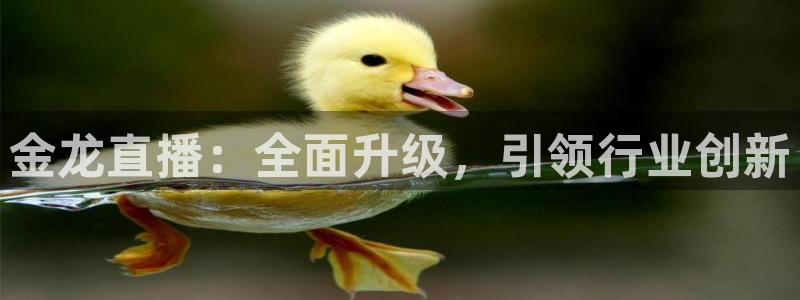 178篮球直播在线直播nba：金龙直播：全面升级，引领行业创新